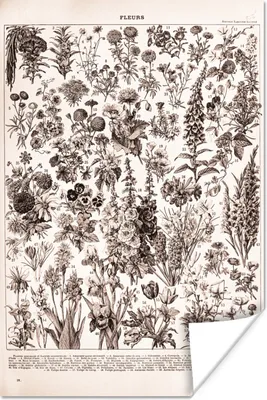Produktbild von MuchoWow® Poster Blumen - Pflanzen - Schwarz - Weiß 120x180 cm - Kunstposter