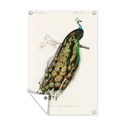 Obrázek produktu pro MuchoWow® Zahradní plakáty - Pták - páv - Vintage - 60x40 cm - Zahradní dekorace