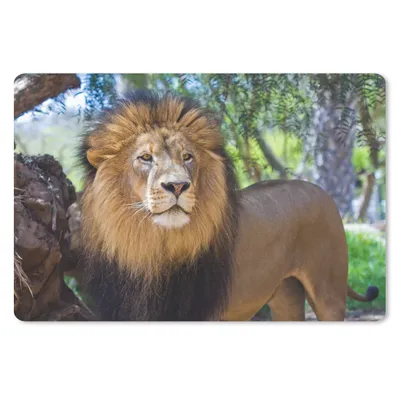 Produktbild von MuchoWow® Schreibtischunterlage Löwe - Natur - Tier 60x40 cm - XXL Mauspad - Großes Mauspad