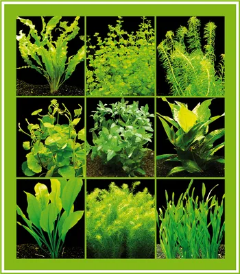 Produktbild von 5 Bund grüne Wasserpflanzen, Aquarienpflanzen - einfach und schön