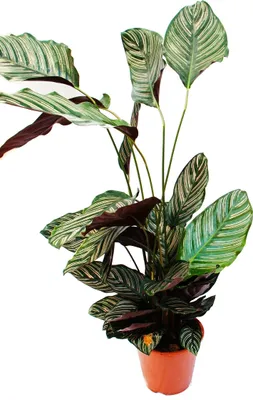Produktbild von XXL-Schattenpflanze mit ausgefallenem Blattmuster - Calathea ornata - 19cm Topf - ca. 70-90cm hoch