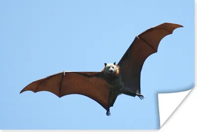 Produktbild von MuchoWow® Poster Fledermaus - Luft - Flügel 60x40 cm - Schlafzimmerdekoration