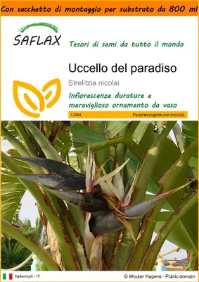 Immagine prodotto di SAFLAX Garden in the bag - Uccello del paradiso - 5 semi - Strelitzia