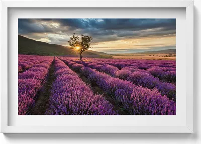 Produktbild von Landschaft eines Lavendelfeldes– Wandbild mit Rahmen – Gerahmtes Bild  – Wanddekoration – 60x40 cm –  Schwarz Rahmen