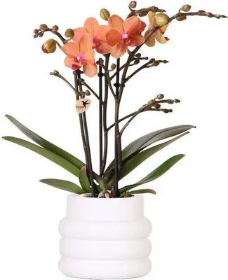 Obrázek produktu pro Orchidej Phalaenopsis Mineral Bolzano Orange - pokojová rostlina s 2 - 3