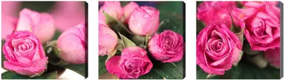 Immagine prodotto di Rose In Tela 20X60