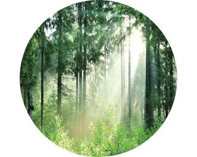 Produktbild von Glasbild Forest Harmony II Ø 50 cm