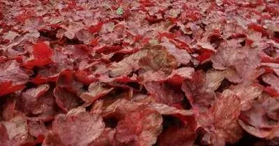 Immagine prodotto di 6 x Heuchera hybr. 'Fire Chief' - campanula viola - vaso 9 x 9 cm