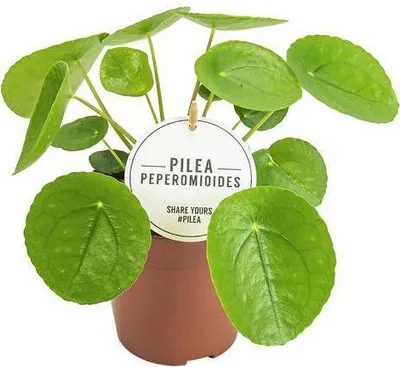 Produktbild von Chinesischer Geldbaum Pilea Peperomioides Zimmerpflanze pflegeleicht Keramiktopf