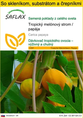 Obrázok produktu pre SAFLAX Kultivačný set - Tropický melónový strom / papája - Carica papaya - 30 Semená - S mini skleníkom, pestovateľským substrátom a 2 črepníkmi