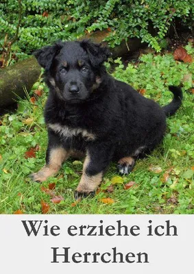 Produktbild von Wie erziehe ich Herrchen