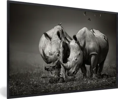 Produktbild von MuchoWow® Gerahmtes Poster Nashorn - Vogel - Tiere - Landschaft - Schwarz und weiß 30x20 cm - Poster mit Schwarzem Bilderrahmen Wandposter Rahmen Foto Bilder - Kunstdruck - Bild-Poster