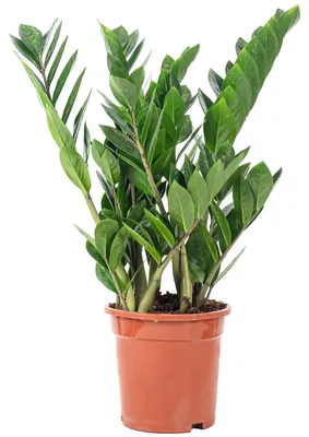 Produktbild von Glücksfeder - pflegeleichte Zimmerpflanze, Zamioculcas zamiifolia 3+ - Höhe ca. 55 cm, Topf-Ø 17 cm