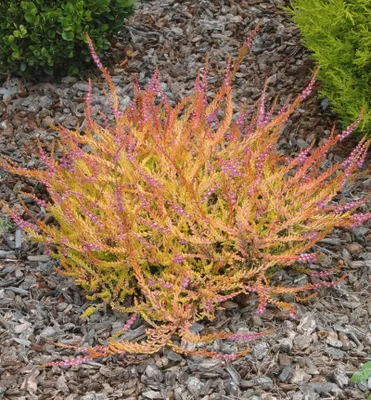 Produktbild von Besenheide ´WICKWAR FLAME´ Cont. 0,5 l
