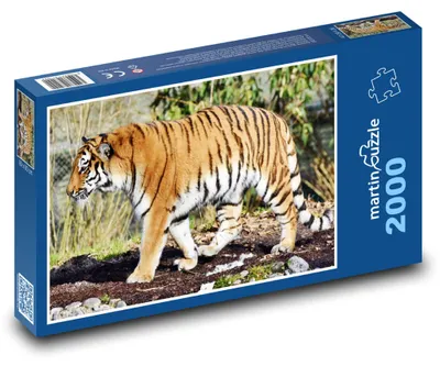 Zdjęcie produktu dla Puzzle 2000 Tygrys w dzikiej przyrodzie - martinpuzzle