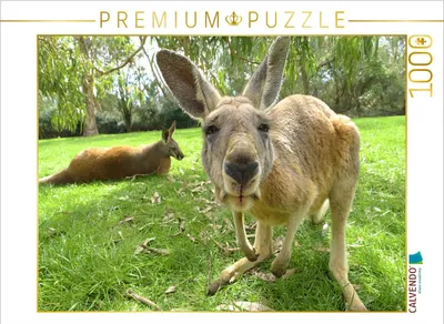 Produktbild von CALVENDO Puzzle Känguru | 1000 Teile Lege-Größe 64x48cm Foto-Puzzle für glückliche Stunden