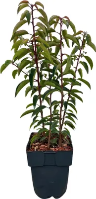 Image de Chickasa - Prunier - Prunus lusitanica angustifolia - 6 plants - Plante de haie