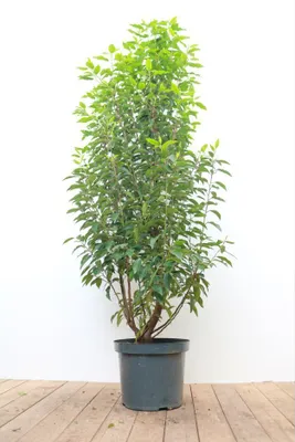 Produktbild von Prunus lusitanica 'Angustifolia', Portugiesischer Lorbeer, 100–125 cm