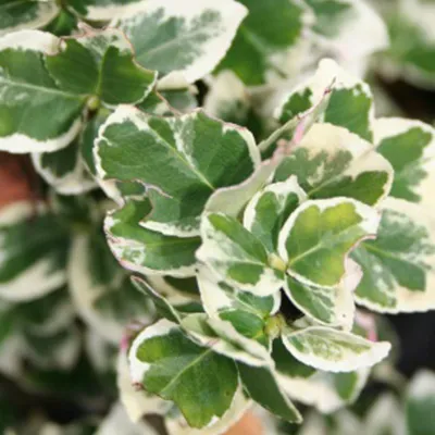 Produktbild von 6 x Weißbunte Kriechspindel - Euonymus fortunei 'Emerald Gaiety'  | Topf 9cm x 9cm