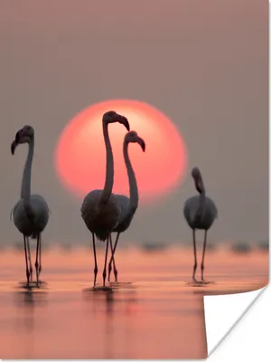 Produktbild von MuchoWow® Poster Vogel - Flamingo - Sonnenuntergang - Rosa 90x120 cm - Wohnzimmer