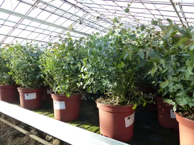Produktbild von XXL Eucalyptus Gunni Gunnii Busch Eukalyptusbaum 45 - 60 cm, Pflanze winterhart