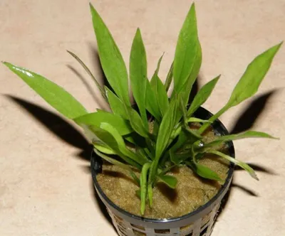 Produktbild von 1 Bund Echinodorus latifolius, Zwergschwertpflanze