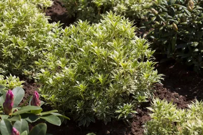Produktbild von Pieris japonica 'Variegata', Japanische Lavendelheide, 20–25 cm