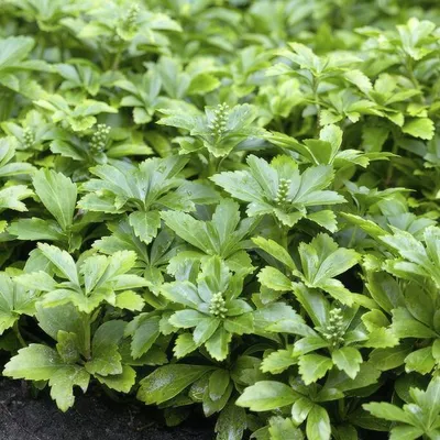 Produktbild von Pachysandra terminalis 'Green Carpet' 12 Pflanzen Immergrüner Bodendecker Deko