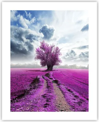 Produktbild von Poster - Poster ohne Rahmen - Heidefeld Baum Wolken Landschaft - 40x50 cm - Wand Bild - Wanddeko - Wandbilder - Kunstposter - Wandposter - Bilder - Kunstdruck - Wandbild - P2XPA40x50-2547
