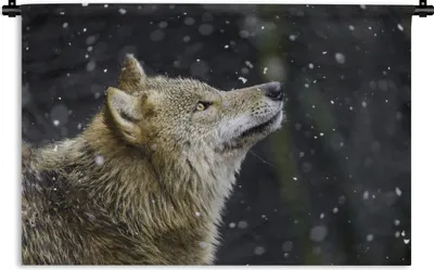 Produktbild von MuchoWow® Wandteppich Wandbehang Wolf - Schnee - Braun 120x80 cm Tapisserie Dekoration Wandtuch - Wanddekorationen - Wandtücher