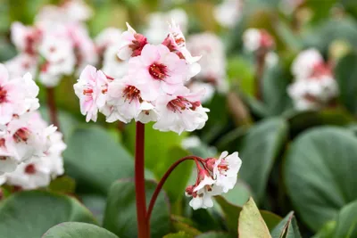 Produktbild von Bergenia cordifolia 'Silberlicht', Riesensteinbrech, weiß, ca. 9x9 cm Topf