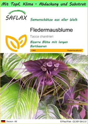 Produktbild von SAFLAX Garden to go - Fledermausblume - Tacca chantrieri - 10 Samen - Mit Topf, Klima - Deckel und Anzuchtsubstrat