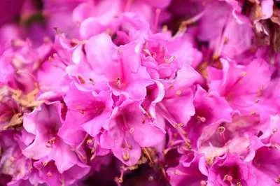 Obrázok produktu pre Azalea japonica - Japonská azalka 60 - 80 cm - Kontajner