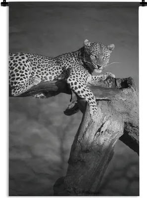 Produktbild von MuchoWow® Wandteppich Wandbehang Panther - Baum - Tiere - Schwarz - Weiß 60x90 cm Tapisserie Dekoration Wandtuch - Foto-Teppich - Abwaschbar