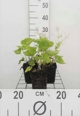 Image de 6 x Brunnera macrophylla - Myosotis du Caucase - pot 9 x 9 cm