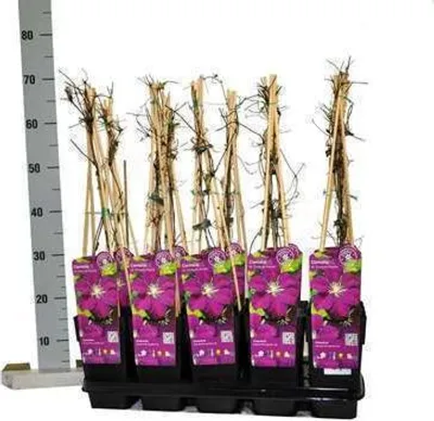 Produktbild von Clematis 'Etoile Violette' - Clematis ‘Etoile Violette’ – Blaue Waldrebe 50-60 cm | Topf