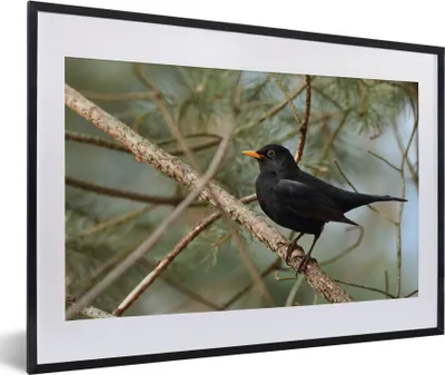Produktbild von MuchoWow® Gerahmtes Poster Vogel - Amsel - Zweige - Tiere 60x40 cm - Poster mit Schwarzem Bilderrahmen Wandposter Rahmen Foto Bilder - Schlafzimmer - Plakat in Rahmen - Drucken