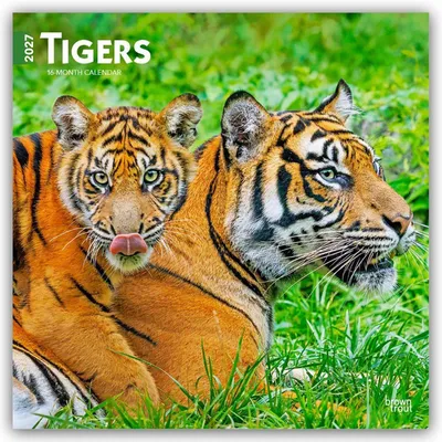 Produktbild von Tigers - Tiger 2027 - 16-Monatskalender