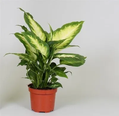 Produktbild von Dieffenbachie Camilla 30 cm - Grüne Zimmerpflanze für Ihr Zuhause, pflegeleicht, ideal für Wohnräume