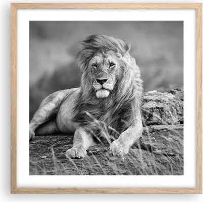 Produktbild von Gerahmtes Poster - Rahmen in heller Eiche - Löwe Tier Natur - 50x50 cm - Wand Bild - Wanddeko - Wandbilder - Kunstposter - Wandposter - Bilderrahmen - Bilder - Kunstdruck - Wandbild - P2NAC50x50-3931