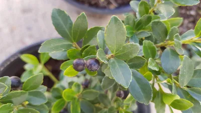 Image de Ilex CHAT'O® 'Farrowsk6' / Houx crénelé