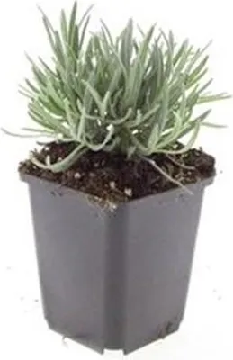Image de Lavande blanche de Provence - Lavandula intermedia 'Edelweiss' - Pot de 9cm - Set de 40 plantes