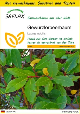 Produktbild von SAFLAX Anzucht Set - Gewürzlorbeerbaum - Laurus nobilis - 6 Samen - Mit Mini-Gewächshaus, Anzuchtsubstrat und 2 Töpfen