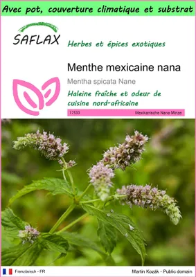 Image de SAFLAX Garden to go - Menthe mexicaine nana - 500 graines - Mentha
