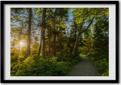 Produktbild von Bild - Bilderrahmen - 100 cm x 70 cm - MDF - Rahmen - Foto - Wandkunst Wald