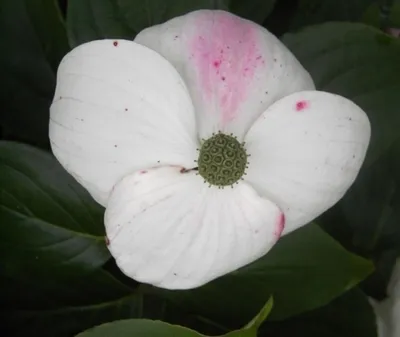 Produktbild von Cornus kousa Kreuzdame - Chinesischer Blumenhartriegel Kreuzdame 40-60cm