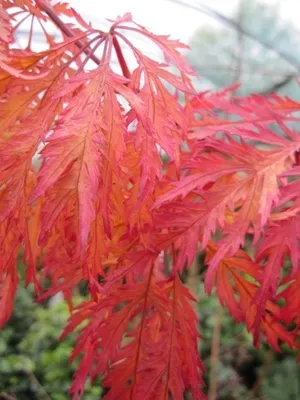 Produktbild von Ahorn x pseudosieboldianum Ice Dragon - Gartenahorn Ice Dragon