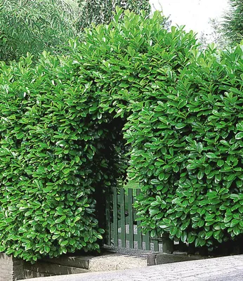 Produktbild von BALDUR Garten 20er Kirschlorbeer Hecke, Pflanzen i 9x9 cm-Topf, Prunus laurocerasus, winterhart und immergrün, blickdichter Sichtschutz, mehrjährig, schnell wachsend, glänzende Blätter