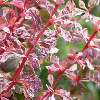 Immagine prodotto di 2 x  Prugnolo  - Berberis thunbergii 'Harlequin'  | 30-40 cm in contenitore