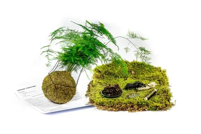 Obrázok produktu pre Gardners Kokedama "Vyrob si sám" Asparagus plumosus (L)